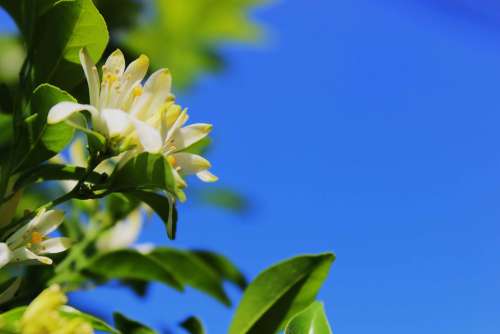 Glass Flowers Sky Pretty Nature Azure Summer