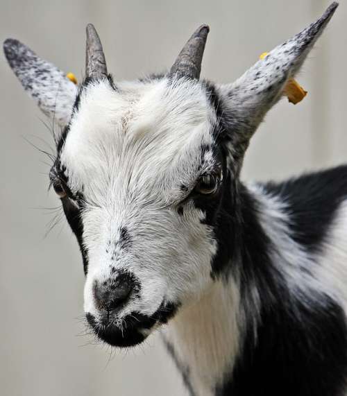 Goat Kid Domestic Goat Dwarf Goat Animal Horns
