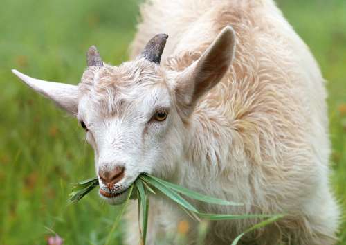 Goat Lamb Little Grass Livestock Grazing Animal