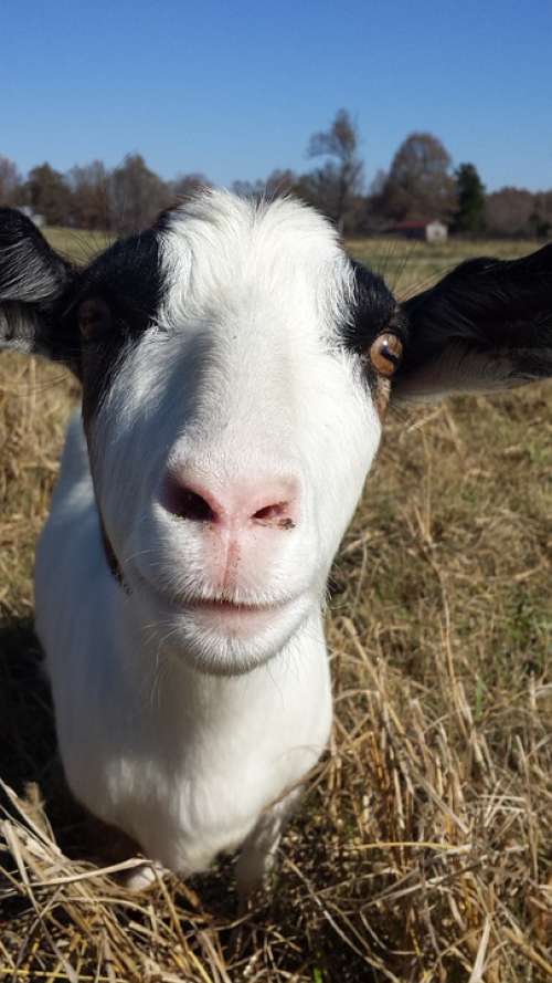 Goat Goat Face Farm Animals Livestock Curious