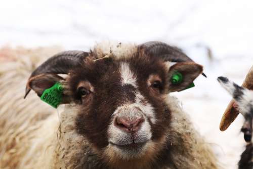 Goat Animal Horns Farm
