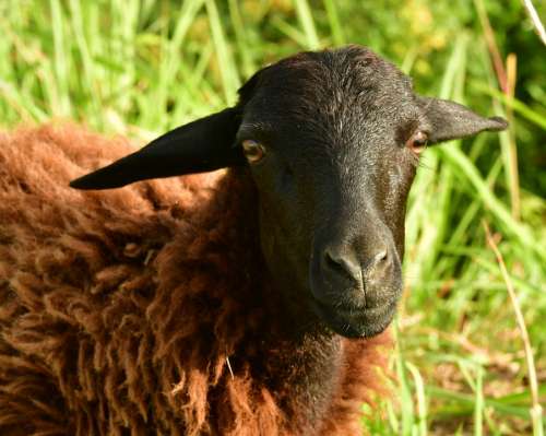 Goat Goatling Lamb Curly Livestock Outdoor Black