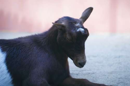 Goat Pastel Love Farm Ranch Barn Animal