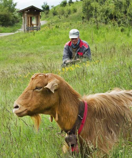 Goat Grazing Livestock Meadow Rural Bulgaria