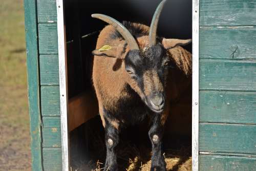 Goat Cabin Horns Goatee Animals Goats Farm Wood