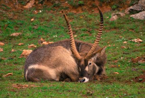 Goat Animal Horns Nature Mount Mountain Pose
