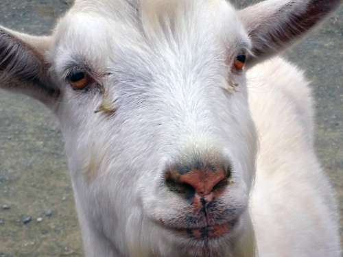 Goat White Animal Farm Mammal Ram Livestock