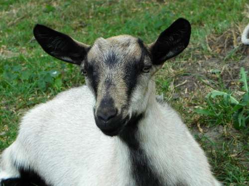 Goat Kid Domestic Goat Livestock Pasture