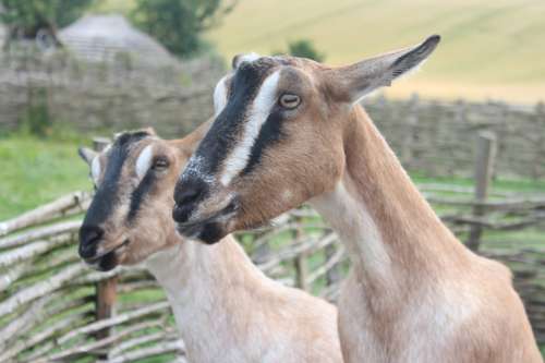 Goats Nature Uk Rare Breed Horns