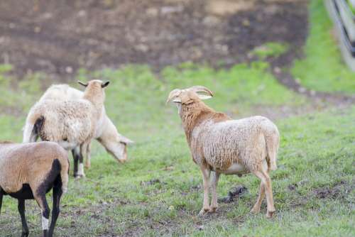 Goats Farm Billy Goat Domestic Goat Zoo Sheep Ram