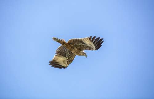 Golden Eagle Sky Bird