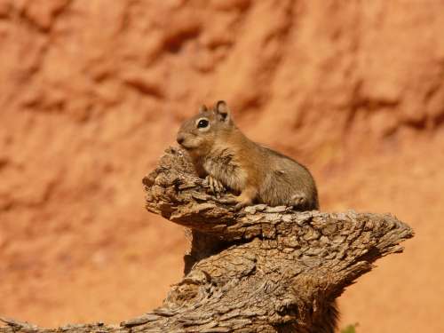 Golden Mantled Ground Squirrel Squirrel