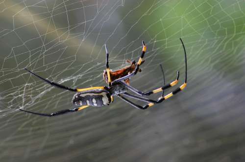 Golden Orb Spider Spider Spider Web Nature Cobweb