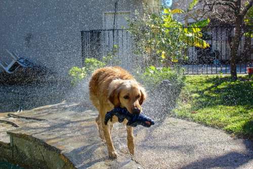 Golden Retriever Dog Animal Pet Wet Shaking Water