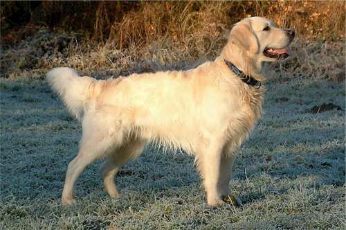 Golden Retriever Dog Canine Working Sporting
