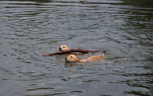 Golden Retriever Dog Batons Floor Gassi Water