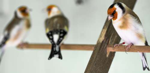 Goldfinch Bird Relationship Animal Wings Beak