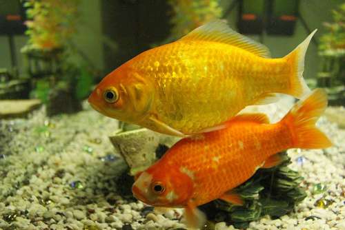 Goldfish Fish Swim Freshwater Fish