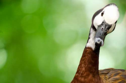 Goose Bird Animal Avian Fowl Geese Ornithology