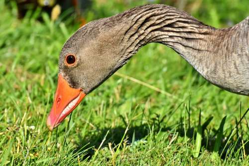Goose Wildlife Bird Nature Poultry Feather Beak