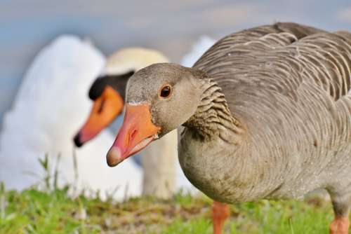 Goose Water Waterfowl Nature Poultry Animal World