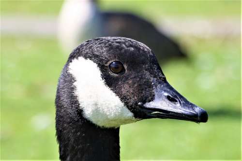 Goose Animal Head Nature Bill