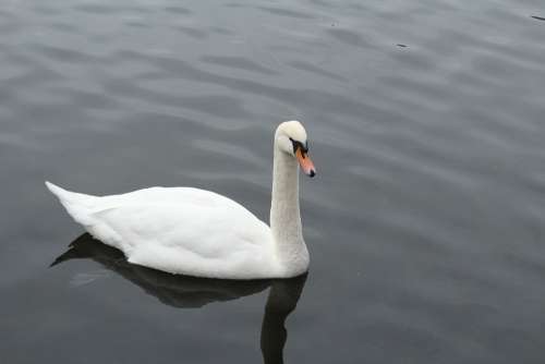 Goose Water Nature Animals Bird Animal Geese