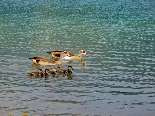 Goose Nilgans Water Bird Poultry Water Chicks