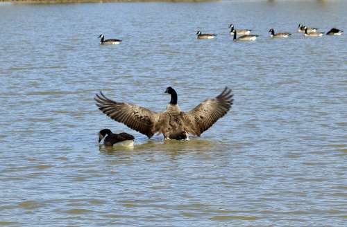 Goose Water Nature Birds Lake