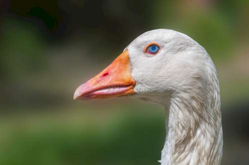 Goose Head Domestic Poultry Bird Neck Beak Eye