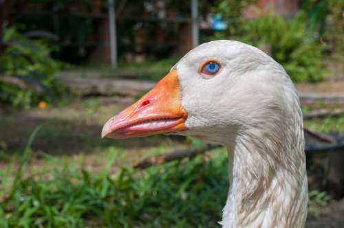Goose Bird Poultry Domestic Farm White Head Neck