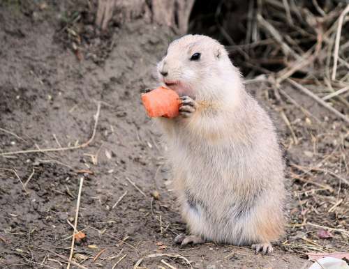Gopher Rodent Mammal Food Carrots Standing Happy