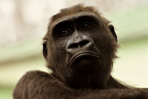 Gorilla Monkey Animal Furry Omnivore Portrait