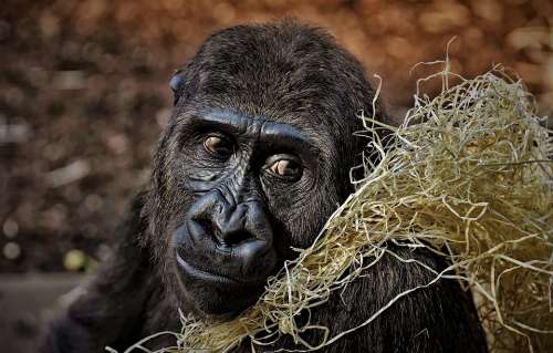 Gorilla Monkey Animal Furry Omnivore Portrait