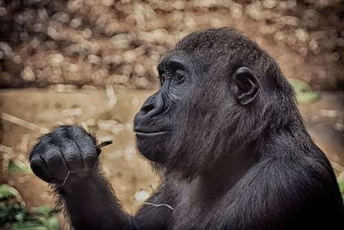 Gorilla Monkey Animal Zoo Furry Omnivore Portrait
