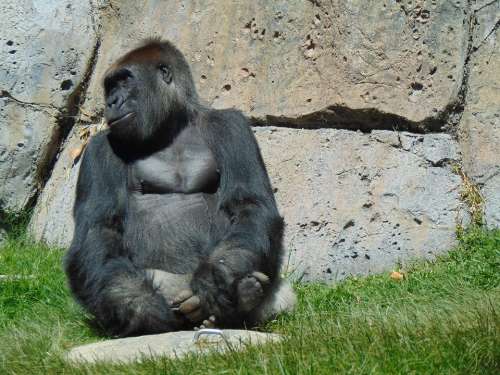 Gorilla Zoo Ape Animals Primate