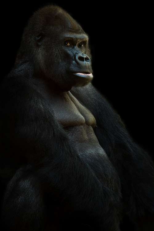Gorilla Silverback Ape Animal Monkey Leader Black