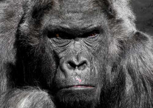 Gorilla Monkey Ape Zoo Silverback Grim Watch