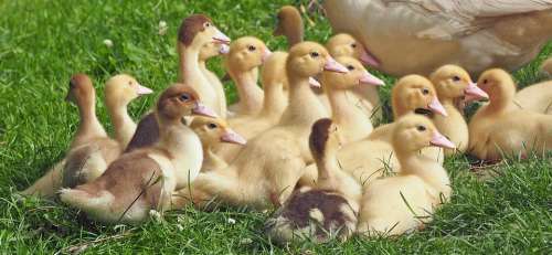 Goslings Chicks Goose Young Bird Plumage