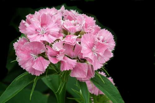 Gożdzik Stone Flower Pink Nature Blooming Summer