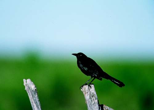 Grackle Bird Perched Post Wild Wildlife Nature
