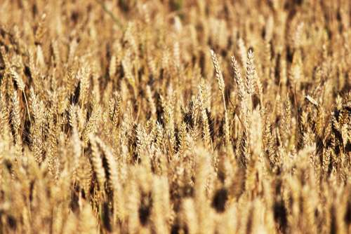 Grain Wheat Field Of Wheat Wheatfield Denmark