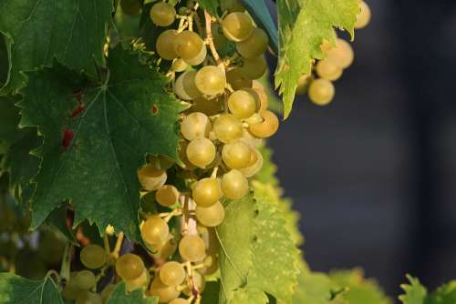 Grape Grapes Vines Mature Green Winegrowing