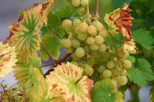 Grape Vine Wine Winegrowing Green Grapes Green