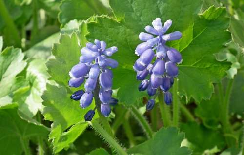 Grape Hyacinths Flowers Spring Blue Garden