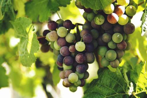 Grapes Vine Fruit Harvest Cluster Bunch Ripe