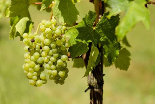 Grapes Fruit Vine Vines Wine