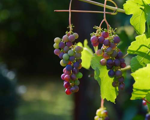 Grapes Vine Red Grapes Wine Winegrowing Grapevine