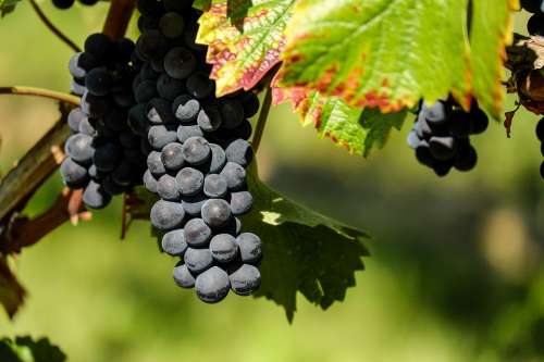 Grapes Fruit Fruits Blue Winegrowing Grapevine