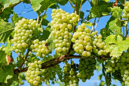 Grapes Fruit Vine Grapevine Winegrowing
